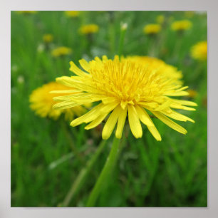 geel, boterbloem, plant, paardenbloem, weide, poster