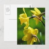 Geel Briefkaart (Voorkant / Achterkant)