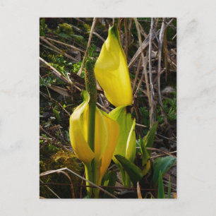 Geel Briefkaart van de Stkunk Cabbage Flowers 