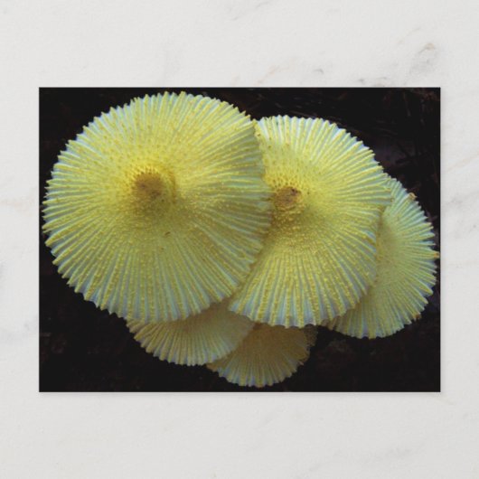Geel briefkaart van paddenstoelen (Voorkant)