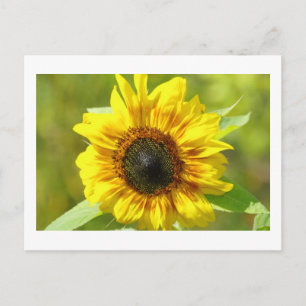 Geel Briefkaart zonnebloem