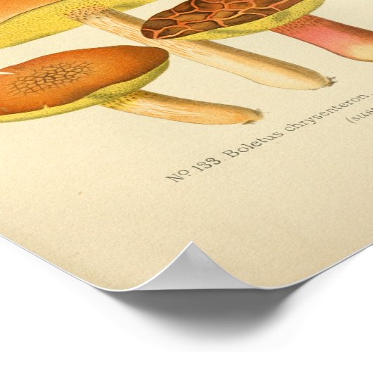 Geel-bruine paddenstoelen Kunst print Frans (Hoek)