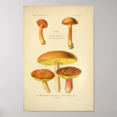 Geel-bruine paddenstoelen Kunst print Frans (Voorkant)
