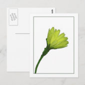 Geel Buttercup Botanisch Fotosketch Briefkaart (Voorkant / Achterkant)