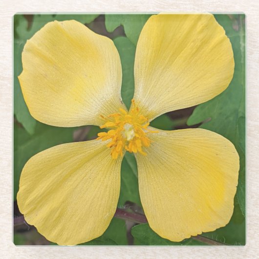 Geel Celandine Poppy Floral Glazen Onderzetter (Voorkant)