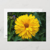 Geel chrysanthemum briefkaart (Voorkant / Achterkant)