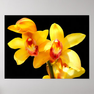 Geel Cymbidium Orchidee Poster