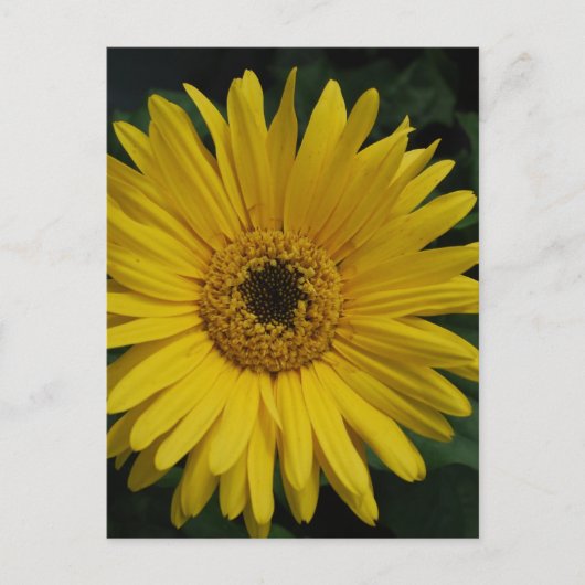 Geel Daisy Briefkaart (Voorkant)