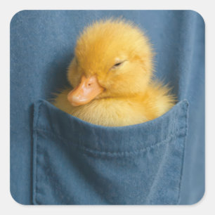 Geel Eendje in een T-shirt Zak Vierkante Sticker