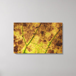 Geel en bruin deying Macro Leaf Canvas Afdruk