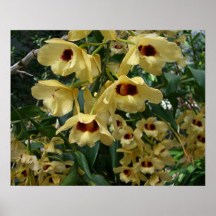 Geel en maroon Orchids Elegant Floral Poster