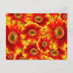 Geel en Oranje Gerbera Daisies Briefkaart