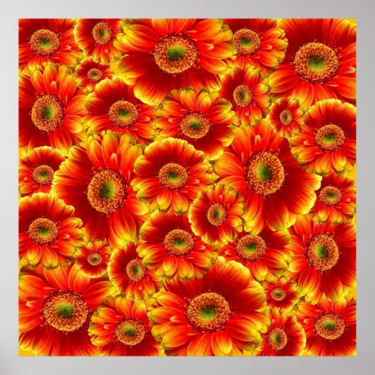 Geel en Oranje Gerbera Daisies Poster (Voorkant)