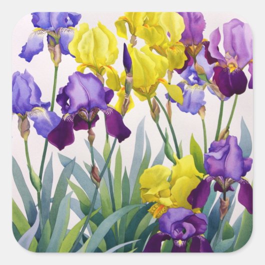 Geel en Paars Irises Vierkante Sticker (Voorkant)