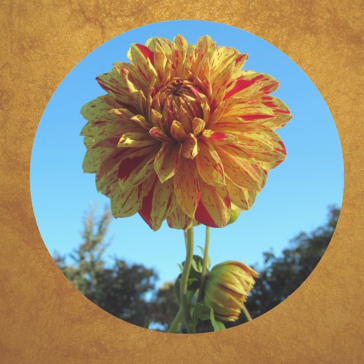 Geel en Rode Dahlia Sticker