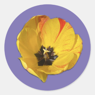 Geel en Rood open Tulpen Sticker