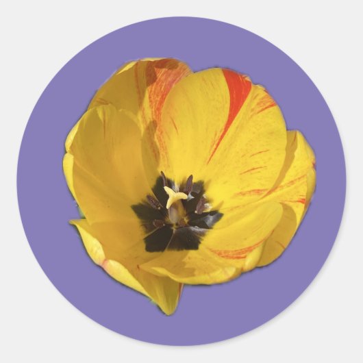 Geel en Rood open Tulpen Sticker (Voorkant)