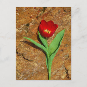 Geel en rood Tulip Briefkaart