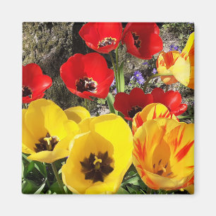 Geel en rood Tulps Magnet Magneet