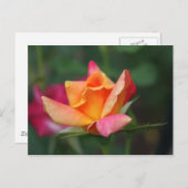 Geel en Roze Rose Briefkaart (Voorkant / Achterkant)
