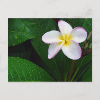 Geel en wit Hawaiian Plumeria Briefkaart