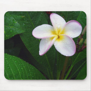 Geel en wit Hawaiian Plumeria Flower Mousepad Muismat