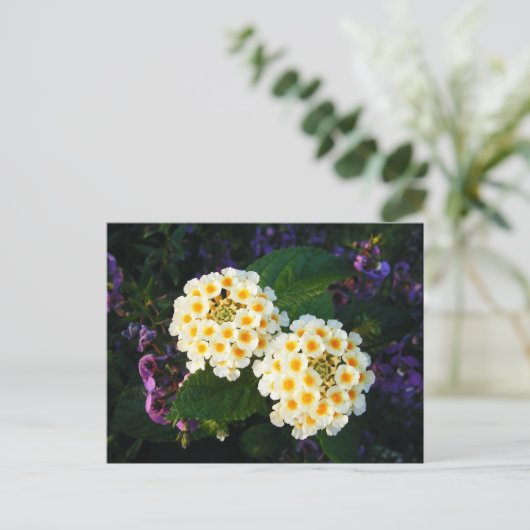 Geel en wit Lantana Briefkaart (Staand voorkant)