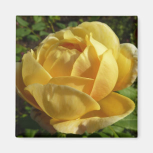 Geel Engels Roos Magneet