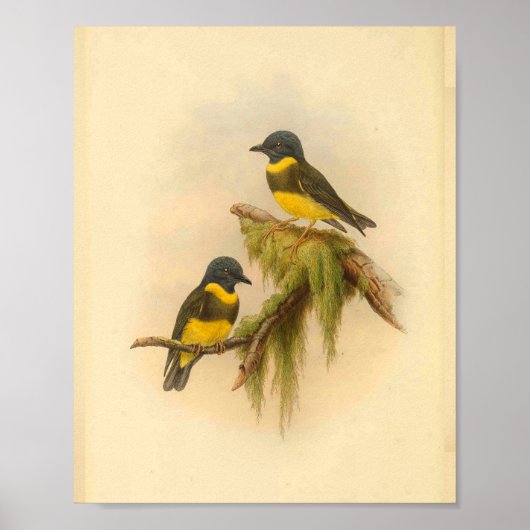 Geel gebandeerde Robin Bird  Print (Voorkant)