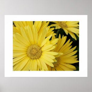 Geel Gebera Daisies Poster