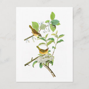 Geel gebrande Warbler John Audubon Birds America Briefkaart