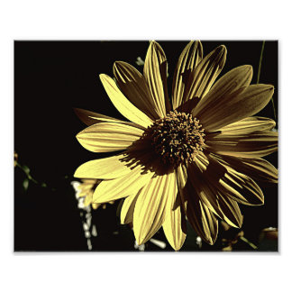 Geel, geel, 10x8 foto's, gedempt foto afdruk