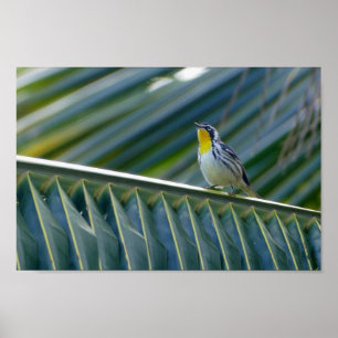 Geel-gekleurd Warbler in een palmboom Poster