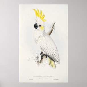 Geel gekookt Poster
