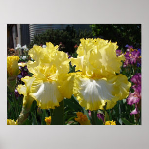 Geel gekruid Iris Irises Flowers floral Poster