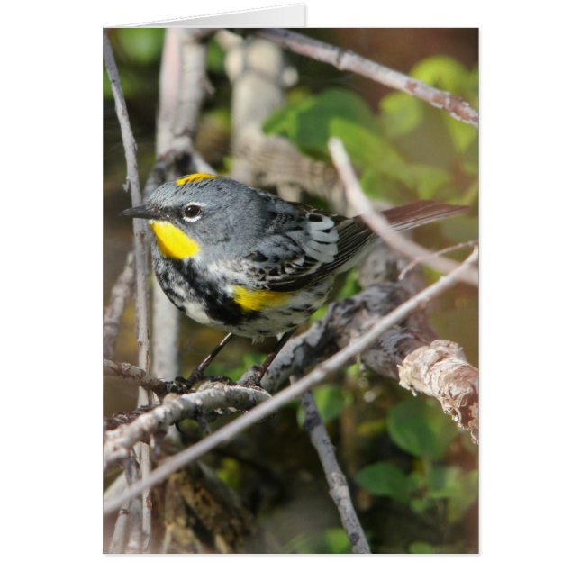 Geel-gerommeerde Warbler II (Voorkant)