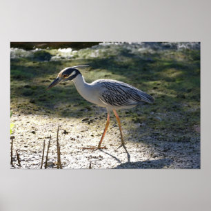 Geel-Gewas Night Heron, Florida Poster