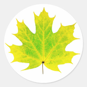 Geel groen esdoornblad ronde sticker