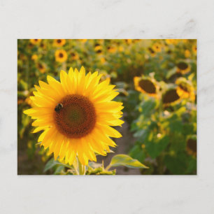 Geel Hardy Sunflower Best Sunflower Photos Briefkaart