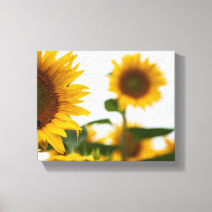 Geel Hardy Sunflower Best Sunflower Photos Canvas Afdruk