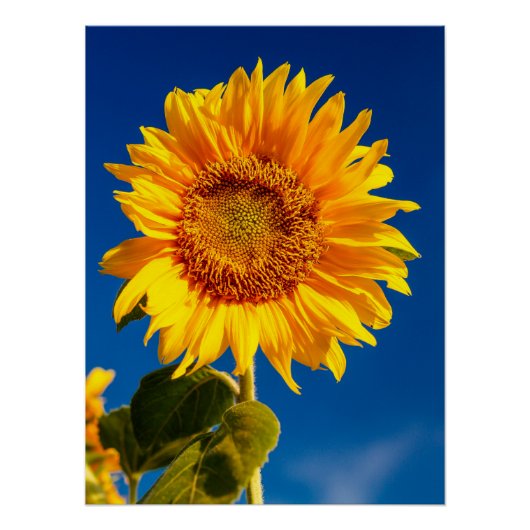 Geel Hardy Sunflower Best Sunflower Photos Perfect Poster (Voorkant)