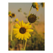 Geel Hardy Sunflower Best Sunflower Photos Perfect Poster (Voorkant)