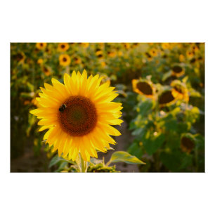 Geel Hardy Sunflower Best Sunflower Photos Perfect Poster