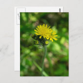 Geel Hawkweed Wildflower Briefkaart (Voorkant / Achterkant)