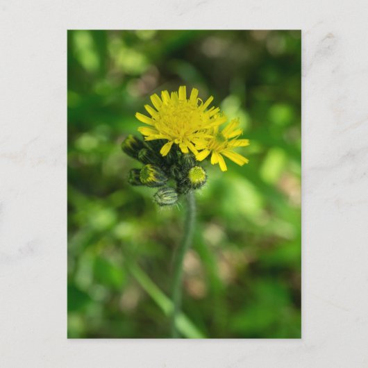 Geel Hawkweed Wildflower Briefkaart (Voorkant)