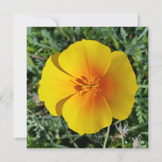 geel herfst (Voorkant)