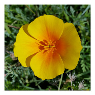 geel herfst perfect poster