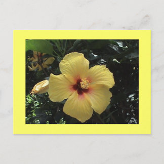 Geel Hibiscus Briefkaart
