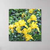 geel iris bloem tuin canvas (Voorkant)