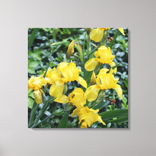  geel iris bloem tuin canvas (Voorkant)